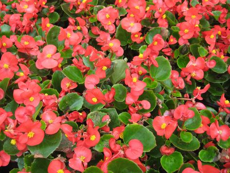 Cuidados de las begonias de flor - floreStore Impatiens Plant, Tuberous Begonia, Fiberglass Planters, Plant Identification, Colorful Plants, Deciduous Trees, Plant Sale, Shade Garden, Cool Plants