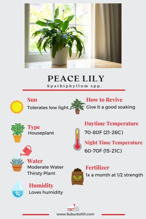 10 Tips on How to Care for your Peace Lily Day Lily Care, Piece Lily Plant Care, Indoor Peace Lily, Peace Lilly Plants Decor, How To Take Care Of Peace Lily Plant, How To Care For A Peace Lily Houseplant, Peace Lilly Plants Care, How To Care For Peace Lily Plant, How To Revive A Peace Lily Plant