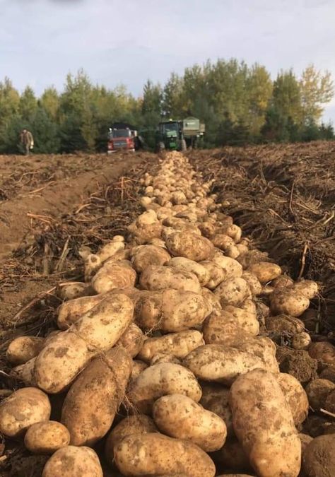 Travel Baby, Baby Potatoes, Traveling With Baby, Fruits And Vegetables, Artificial Flowers, Potato, Maine, Stuffed Mushrooms, Fruit