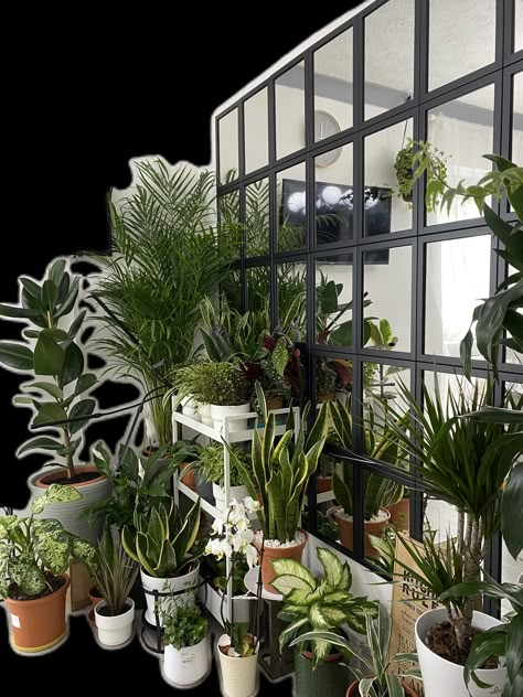 Lots Of House Plants, Living Plant Wall Indoors, Plants In Room, Plant Room Aesthetic, Interior Design Plants, Best Indoor Plants, Inspire Me Home Decor, Houseplants Indoor, Plant Decor Indoor