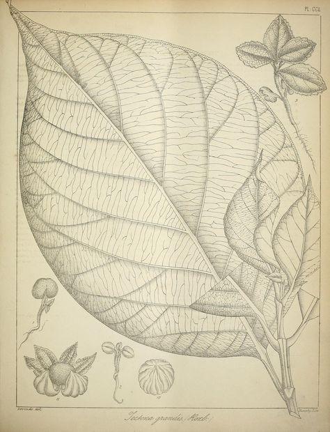 v. 2 - The flora sylvatica for southern India: - Biodiversity Heritage Library Carl Linnaeus, To The World, Literature, India, The World