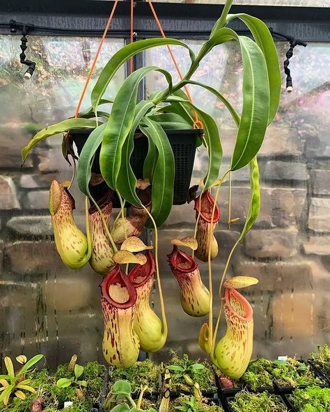 Instagram House Plants Decor Living Room, Carnivore Plants, Bug Eating Plants, Plant Decor Living Room, Plant Bugs, Plants Aesthetic, Plant Goals, Plants Growing, Pitcher Plant