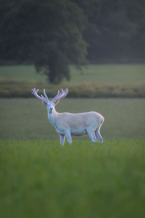 Beautiful Britain | A Mythical white stag | Facebook Shifting Pfp, White Stag Aesthetic, White Stag Drawing, White Tale Deer, Stag Black And White, Stag Animal, British Folklore, White Moose, Arthurian Legend