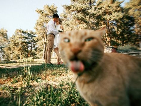 These Hilarious Photos Prove That Cats Are the Kings of the Photobomb Funny Wedding Photos, Cat Wedding, Funny Animal Memes, Wedding Humor, Funny Animal Pictures, 귀여운 동물, Animal Memes, Cat Photo, Crazy Cats