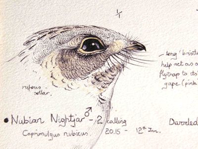 Nubian Nightjar by Keith Brockie Nightjar Bird Drawing, Nightjar Tattoo, Nightjar Bird, Nature Sketchbook, Scientific Art, History Illustration, Bird Drawing, Animal References, Bullet Journal Aesthetic