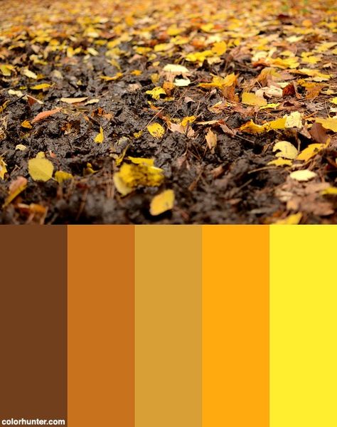 Mud Color Scheme Brown Color Palette, Forest School, Color Stories, Color Combination, Color Inspiration, Color Combos, Color Scheme, Adult Coloring, Brown Color