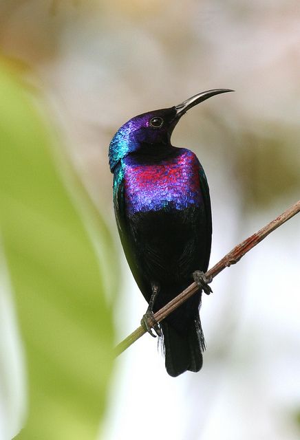 Splendid Sunbird    Taken in Millenium Park, Abuja, Nigeria    :O  look at the shine on those exquisite colours. He looks like a statue <3 Sun Bird, Millenium Park, Abuja Nigeria, Tropical Africa, Exotic Birds, Bird Pictures, Pretty Birds, Colorful Birds, Birds Of Paradise