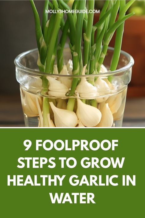 Discover the simple steps on how to grow garlic from a clove in water 🌱✨. It's easier than you think! Learn about this easy and rewarding gardening method that will keep your kitchen stocked with fresh, homegrown garlic. Follow our detailed guide to successfully propagate garlic cloves in water and watch them sprout new roots right before your eyes. Perfect for both experienced gardeners and beginners looking to add some greenery to their indoor space. How To Grow Garlic From A Clove In Water, How To Grow Garlic At Home, Growing Garlic In Water, Garlic Water For Plants, How To Crush Garlic Cloves, How To Grow Garlic In A Pot, Plant Garlic From Clove, Garlic Growing From Cloves, Growing Garlic From Cloves Indoors