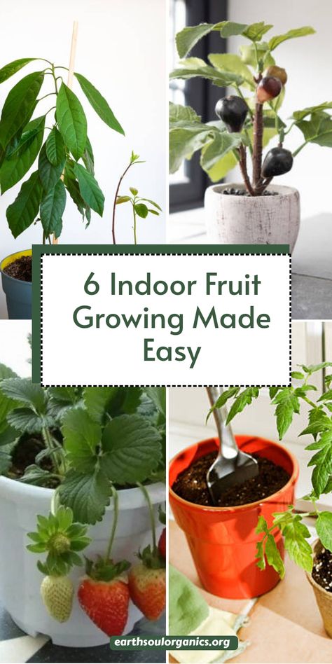 Create your own indoor fruit haven with these easy-to-grow options! Perfect for beginners, these fruit plants bring beauty and health benefits right into your home. Get started on your gardening journey today! #IndoorGrowing #FreshFruit #EasyPlants Fruits To Grow, Growing Basil Indoors, Basil Garden, Fruit Growing, Growing Vegetables In Pots, Grow Avocado, Growing Basil, Basil Plant, Indoor Vegetable Gardening