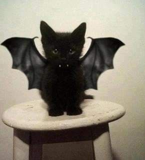 Black Cat, Bat, Kittens, Halloween, Black