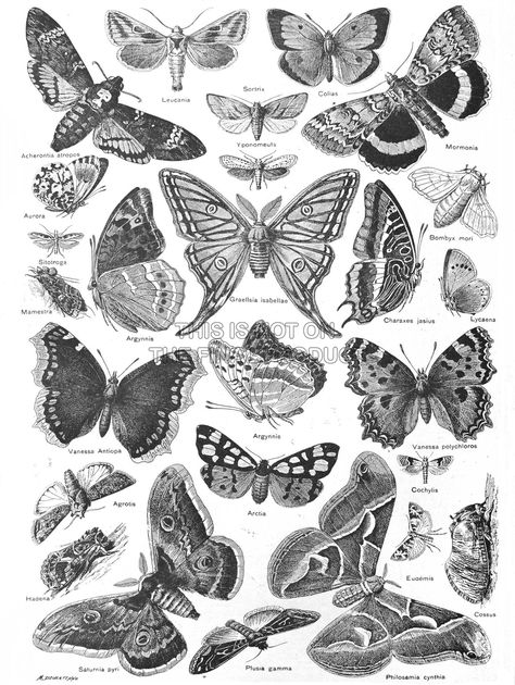 Illustration Butterfly, Black White Drawing, White Drawing, Scientific Illustration, Moth, Butterflies, Black White, Art Print, Black And White