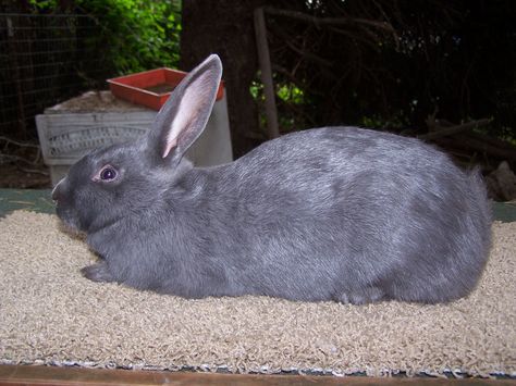 American Blue rabbit American Blue Rabbit, New Zealand Rabbits Colors, New Zealand Red Rabbit, Cinnamon Rabbit Breed, French Angora Rabbit, Rabbit Breeds, Raising Rabbits, Baby Bunnies, Animals