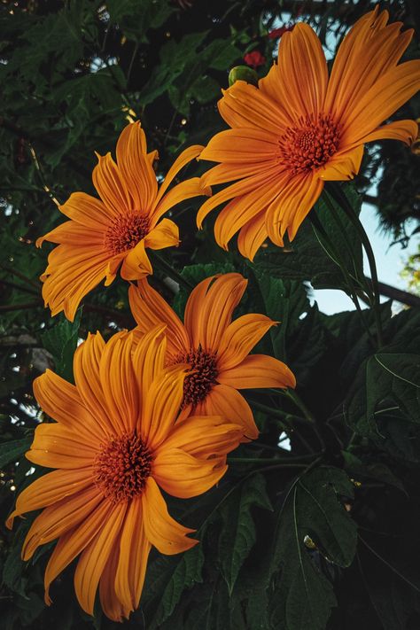 sunrise, sunflower,mexican sunflower, sunflower seeds, flower, sunflower, photography, photo, Expressive Drawing, Mexican Sunflower, Tri Cities, Vector Portrait, Clay Jewelry Diy, Flower Photography, Latin America, Flowers Photography, Jewelry Diy