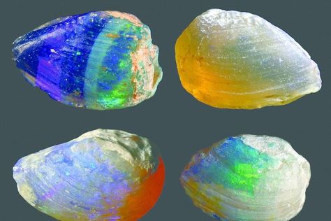 OpaliZed freshwater mussell shells 110 million years old Jelly Opal, Mussel Shell, Peruvian Blue Opal, Geology Rocks, Yellow Opal, Precious Opal, Types Of Opals, Dinosaur Fossils, Minerals And Gemstones