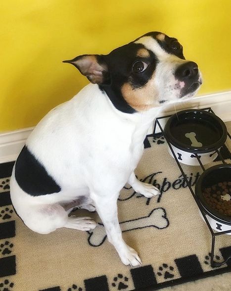 15 Reasons Why You Should Never Own Rat Terriers Rat Terrier Chihuahua Mix Dogs, Rat Terrier Art, Puppy Feeding Schedule, Rat Terrier Puppies, Adopt A Puppy, Rat Terrier Mix, Rat Terrier Dogs, Moms Best Friend, Jack Russell Dogs