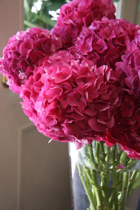 hydrangea Colorful Hydrangeas, Hydrangeas Flowers, Pink Hydrangeas, Bridesmaids Bouquet, Hydrangea Colors, Hydrangea Not Blooming, Flower Boutique, Pink Hydrangea, Flowers For You