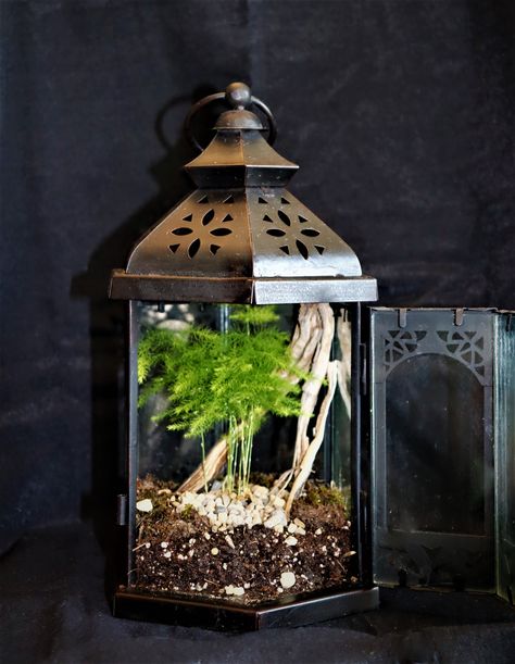 Ferns In Terrarium, Pnw Terrarium, Asparagus Fern Care, Asparagus Fern Terrarium, Fern Terrarium, Sphagnum Moss Terrarium, Small Terrarium, Plant Arrangements, Moss Plant