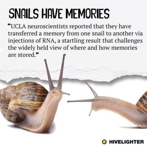 Snail Pet, Snail Facts, Snail Tank, Pet Snails, Snails In Garden, Preschool Science, Creepy Crawlies, Animal Facts, Silly Animals