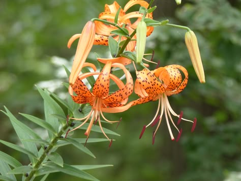 tiger lily from Camp, Texas, United States on July 01, 2014 at 11:00 AM by Linda Gail Price. Growing beside a wooded road. · iNaturalist Tiger Lily Tiger, Lily Tiger Flower, Flowers Tiger Lily, Wild Tiger Lily, Pink Tiger Lily, Wild Tiger, Natural Inspiration, Tiger Lily, July 1