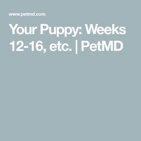 16 Week Old Puppy Schedule, 12 Week Old Puppy Schedule, 12 Week Puppy Schedule, Puppy Schedule 12 Weeks, Puppy Schedule, Teaching Manners, Bernedoodle Puppy, Tiny Puppies, Kinds Of Dogs