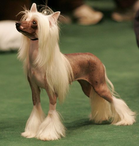 Chinese Crested Puppy, Toy Breeds, Every Dog Breed, Akc Breeds, Hairless Dog, Chinese Crested Dog, Hairless Cat, Chinese Crested, Pretty Dogs