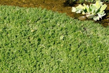 Fancy something different in your garden? how about a Camomile lawn? Find out how to create a camomile lawn here. Chamomile Lawn, Grass Alternative, Hampton Court Palace Gardens, Yard Inspiration, Lawn Alternatives, Front Lawn, Chelsea Flower, Chelsea Flower Show, Back Garden