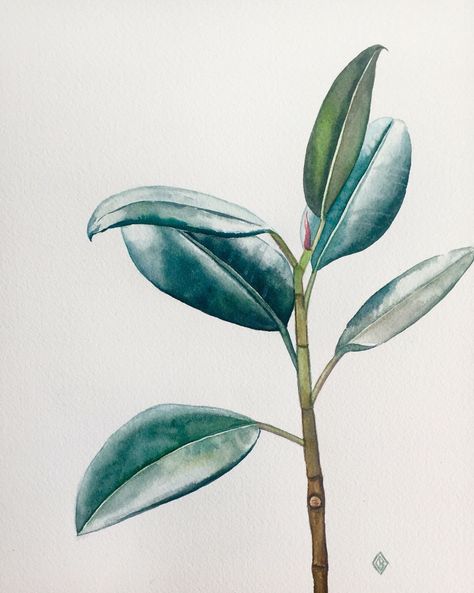 Minimal Artwork, Painting Minimal, Plant Watercolor, Illustration Minimal, Small Watercolor, Artwork Watercolor, Arches Watercolor Paper, Ficus Elastica, Rubber Plant