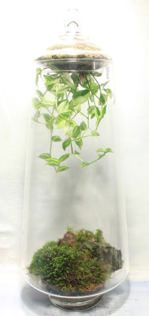 the slug and the squirrel: Tea party ... Tall Glass Terrarium Ideas, Indoor Plant Hacks, Upside Down Plants, Vines Hanging, Plant In Glass, Plants In Jars, Terrarium Ideas, Inside Garden, Hanging Upside Down