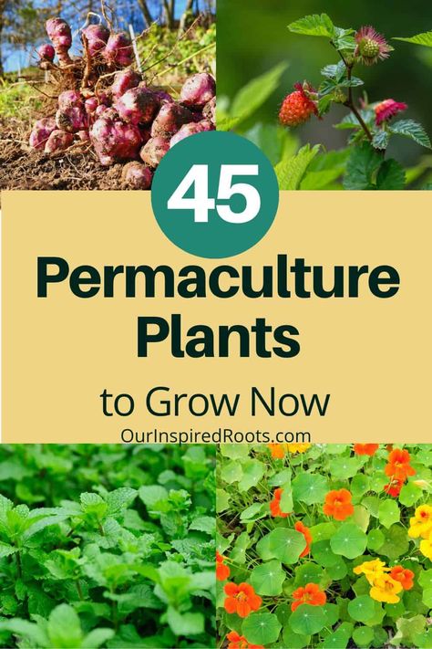 Urban Permaculture Design, Urban Permaculture Small Spaces, Plant Guilds Gardens, Permaculture Design Layout, Permaculture Guilds, Permaculture Garden Design, Plant Guilds, Forest Gardening, Permaculture Farming