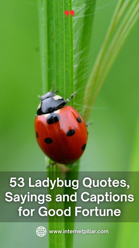 53 Ladybug Quotes, Sayings and Captions for Good Fortune - Quotes about Ladybug - life quotes, lovely quotes, beautiful quotes, nature quotes, animal quotes Ladybug Quotes Inspiration, Ladybug Sayings, Insect Quotes, Bugs Quotes, Bug Puns, Ladybug Meaning, Fortune Quotes, Ladybug Quotes, Ladybug Rocks