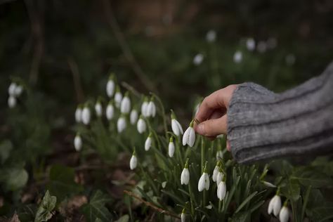 First Signs Of Spring, Wood Anemone, Signs Of Spring, Pollinator Garden, Spring Bulbs, Flowering Shrubs, Tree Hugger, Spring Sign, Spring Rolls