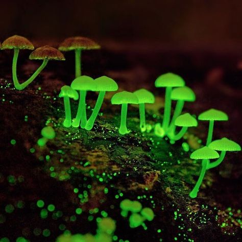 Glowing Mushrooms, Mushroom Plant, Macro Photographers, Lichen Moss, Mushroom Pictures, Slime Mould, Plant Fungus, Magic Aesthetic, Mushroom Fungi