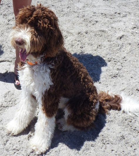 Brown And White Doodle Dog, Brown And White Goldendoodle, Brown Golden Doodle, Tuxedo Goldendoodle, Brown Goldendoodle, Goldendoodle Full Grown, White Goldendoodle, Brown Labradoodle, Chocolate Goldendoodle