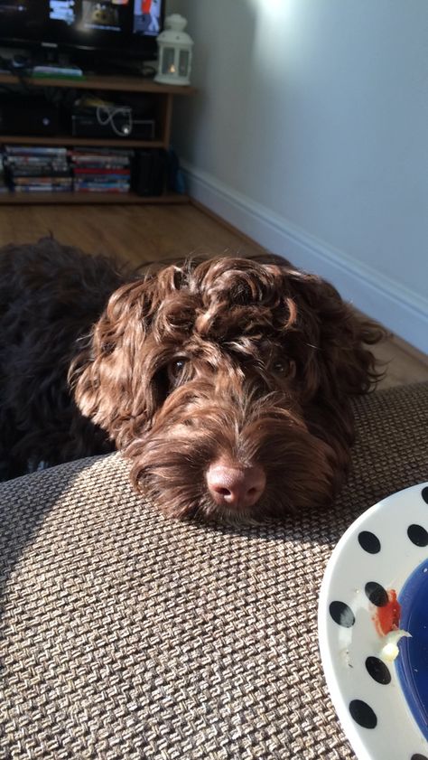 Chocolate Cavapoo, Cockapoo Full Grown, Cavapoo Full Grown, Brown Cockapoo, Goldendoodle Black, Cute Fluffy Dogs, Cockapoo Dog, Dog Mommy, Australian Labradoodle