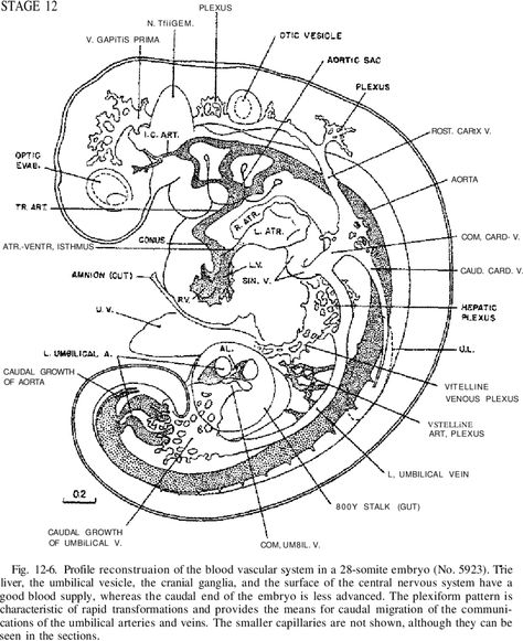 Erikson Developmental Stages, Erik Erikson Stages Human Development, Female Reproductive System Anatomy, Erickson Stages Of Development, Spermatogenesis Diagram, Embryonic Development, Medical Terminology Study, Human Embryo, Ayurvedic Therapy