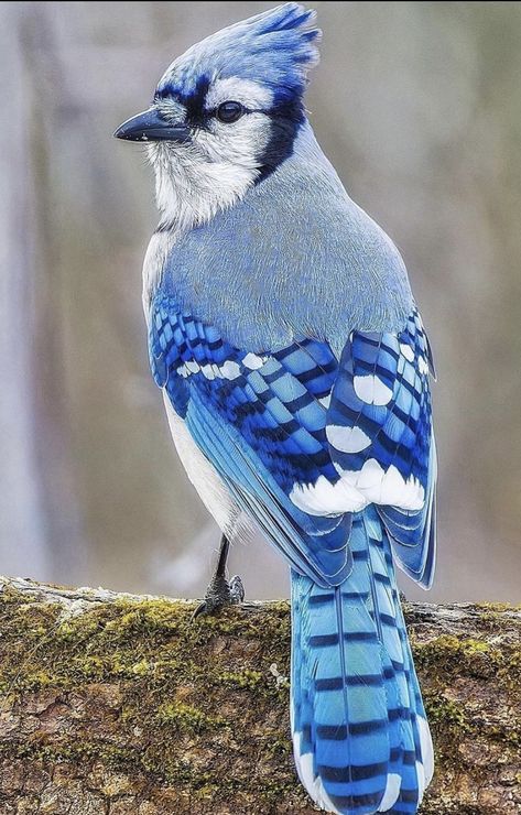 Pigeon Flying, Blue Jay Art, Blue Jay Bird, Wild Animals Pictures, Inspiration Photo, Pretty Animals, Open Studio, Nature Birds, Backyard Birds