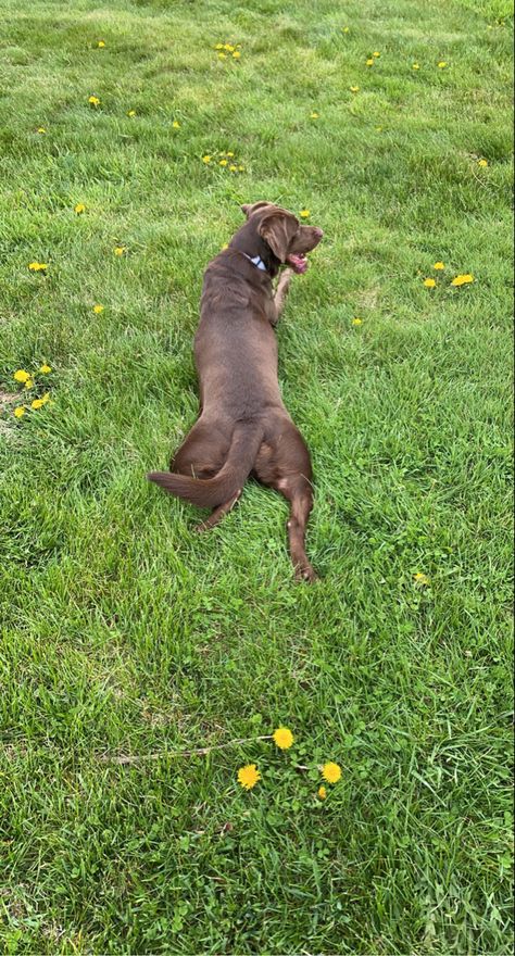 green
dog
chocolate lab
summer
grass Vegan Books, Grass Background, Dog Photoshoot, Taking A Walk, Pictures Of Dogs, Rope Dog, Morning Walk, Cool Wallpapers Art, Old Dogs