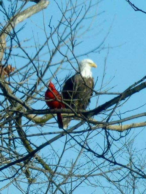 A cardinal.  An eagle. Red Bird Tattoo, Aigle Royal, On The Wings Of Love, Tattoo Nature, Bald Eagles, Bird Tattoo, Red Bird, An Eagle, Two Birds