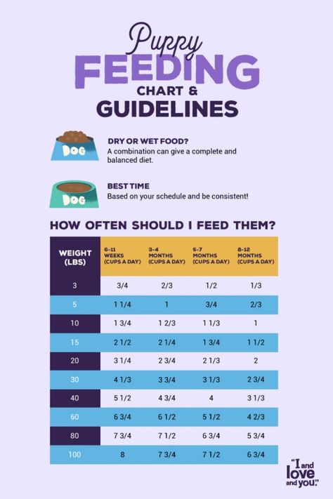 Puppy feeding chart and guidelines by age Puppy Feeding Chart, Puppy Feeding Schedule, Getting A New Puppy, Feeding Puppy, Pit Puppies, Puppy Feeding, Puppy Training Schedule, Whippet Puppies, Dog Treats Homemade Easy