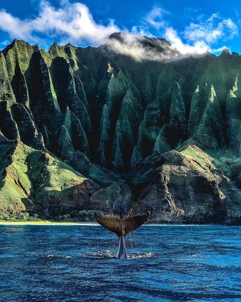 Whale watching in front of the Ña Pali Coast, my Hawaiian dream 😍 Photo by @agpfoto Explore. Share. Inspire. Kauai Island, Beautiful Hawaii, Napali Coast, 2560x1440 Wallpaper, Fauna Marina, Hawaii Photography, A Whale, Destination Voyage, Amazing Pics