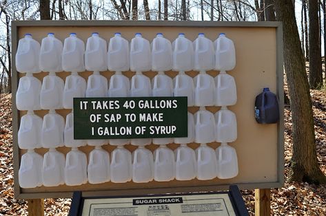 Maple Syrup Taps, Tree Tapping, Diy Maple Syrup, Maple Tapping, Tree Bark Crafts, Tapping Maple Trees, Maple Sugaring, Sugar Bush, Wild Food Foraging