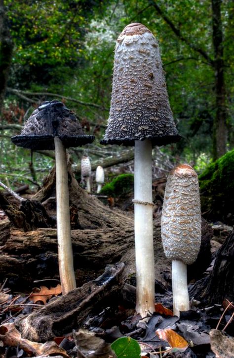 Coprinus comatus Mushroom Identification, Mushroom Plant, Mushroom Pictures, Plant Fungus, Slime Mould, White Mushrooms, Mushroom Fungi, Airbrush Art, Forest Floor