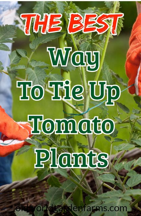 Tie Up Tomato Plants, Trimming Tomato Plants, Tomato Plants Growing Tips, Tomato Plant Trellis, Support Tomato Plants, Tomato Plants In Pots, Staking Tomato Plants, Tomato Plant Support, Hanging Tomato Plants