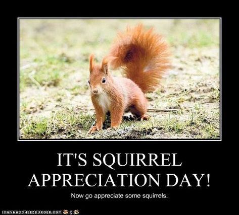 Facts About Squirrels, Squirrel Party, Squirrel Humor, Indian Giant Squirrel, Squirrel Memes, Squirrel Species, Squirrel Appreciation Day, Giant Squirrel, Flying Squirrels