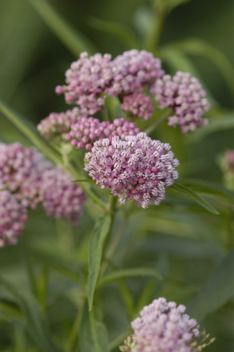 Asclepias Incarnata, Milkweed Seeds, Swamp Milkweed, Pollinator Plants, Border Plants, Pink Plant, Proven Winners, Attract Butterflies, Plant Combinations