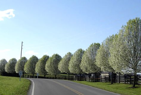 Bradford Ornamental pear trees are compact, neat, pear shaped trees. Extremely hardy. Fabulous white blossoms in spring and brilliant red autumn colour. Pyrus Calleryana, Ornamental Pear Tree, Lined Driveway, Bradford Pear Tree, Eastern Redbud, Tree Lined Driveway, Terra Santa, Flame Tree, Driveway Landscaping