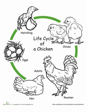 First Grade Life Science Animals Worksheets: Chicken Life Cycle Worksheet Preschool Science Lessons, دورة حياة النبات, Life Cycle Of A Chicken, Science Life Cycles, Chicken Life Cycle, Animal Life Cycles, 1st Grade Science, Chicken Life, Plant Life Cycle