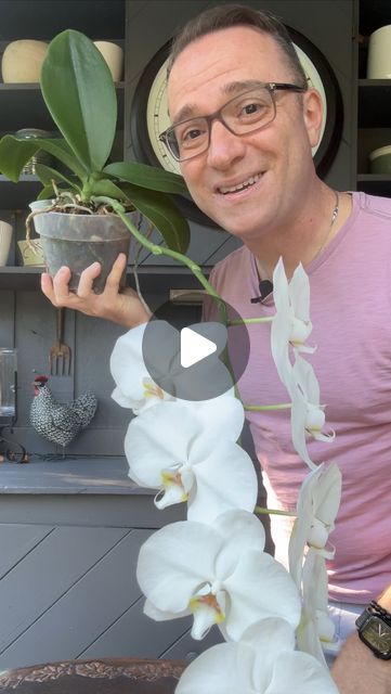 Flowers Orchids, How To Revive An Orchid, Orchids In Natural Habitat, Orchid Repotting Videos, Mini Phalaenopsis Orchid, Bulbophyllum Phalaenopsis, Peach Phalaenopsis Orchid, Moth Orchid, Phalaenopsis Orchid