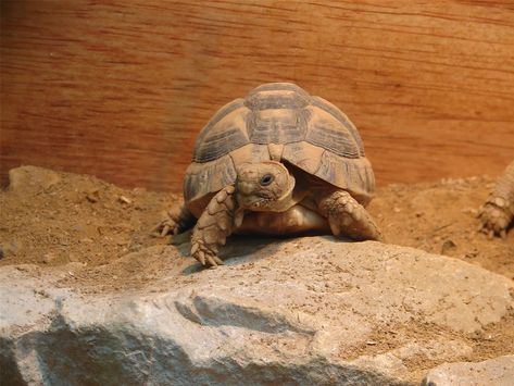 Egyptian-Tortoise-Bethany-Goadsby-30-8-2014-181154-2 | Flickr Egyptian Tortoise, Pet Tortoise, Boxers Dogs, Boxer Dogs, Snakes, Turtles, Reptiles, Tortoise, Art Reference