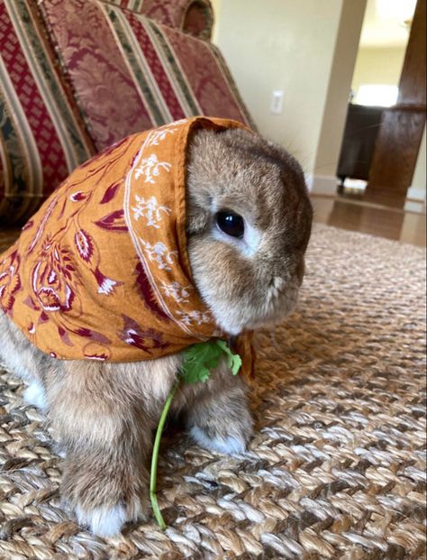 Pet Bunny, Pretty Animals, Silly Animals, Fluffy Animals, Cute Animal Photos, Baby Bunnies, Cute Creatures, Animal Photo, Cute Little Animals